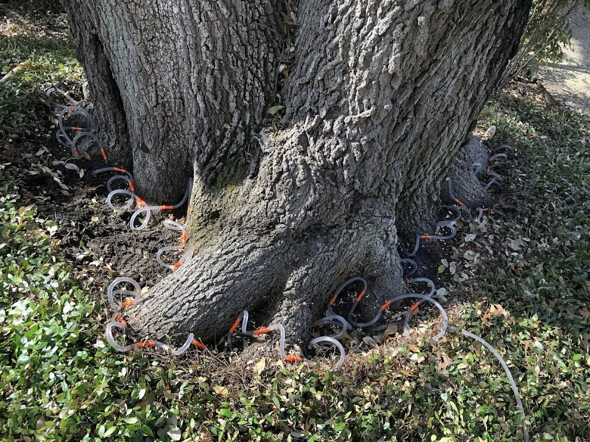 Detailed Tree Cabling and Bracing job site in Livonia
