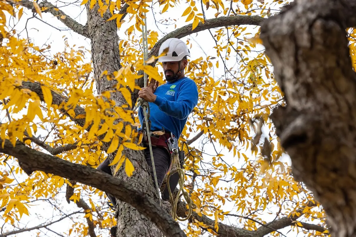 Skilled Tree Trimming crew working in Livonia